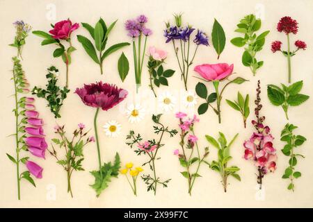 Ampia collezione di fiori ed erbe estive utilizzati nella medicina naturale alternativa a base di erbe. Flora e fauna europee inglesi su fondo di carta di canapa. Foto Stock