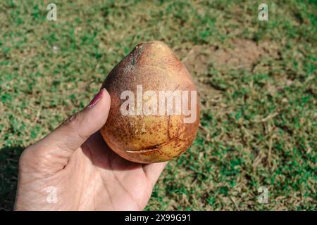 Frutta di Bael polposa matura conosciuta come mela di legno o mele di pietra indiane. Bael frutta in mani Foto Stock