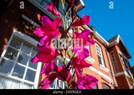 Brighton, 27 maggio 2024: Gladiolus Byzantinus Foto Stock