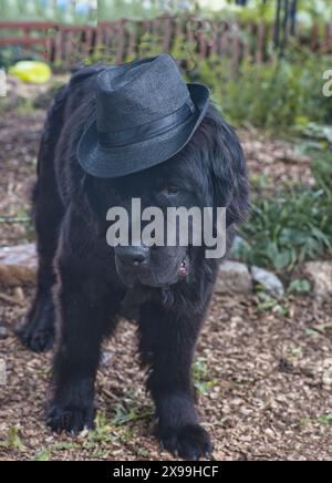 Cane nero di Terranova con cappello Fedora. Foto Stock