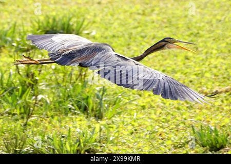 Ajmer, India. 24 maggio 2024. Un airone viola viene avvistato volare sopra un lago ad Ajmer, Rajasthan, India, il 24 maggio 2024. Foto di ABACAPRESS. COM credito: Abaca Press/Alamy Live News Foto Stock