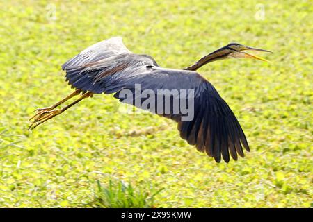 Ajmer, India. 24 maggio 2024. Un airone viola viene avvistato volare sopra un lago ad Ajmer, Rajasthan, India, il 24 maggio 2024. Foto di ABACAPRESS. COM credito: Abaca Press/Alamy Live News Foto Stock