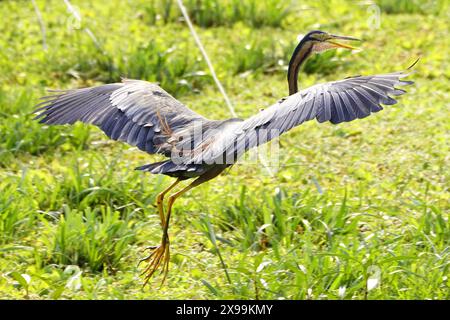 Ajmer, India. 24 maggio 2024. Un airone viola viene avvistato volare sopra un lago ad Ajmer, Rajasthan, India, il 24 maggio 2024. Foto di ABACAPRESS. COM credito: Abaca Press/Alamy Live News Foto Stock