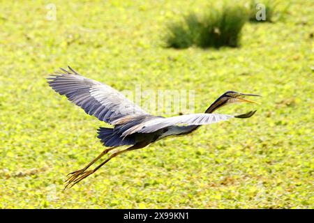 Ajmer, India. 24 maggio 2024. Un airone viola viene avvistato volare sopra un lago ad Ajmer, Rajasthan, India, il 24 maggio 2024. Foto di ABACAPRESS. COM credito: Abaca Press/Alamy Live News Foto Stock