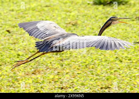 Ajmer, India. 24 maggio 2024. Un airone viola viene avvistato volare sopra un lago ad Ajmer, Rajasthan, India, il 24 maggio 2024. Foto di ABACAPRESS. COM credito: Abaca Press/Alamy Live News Foto Stock