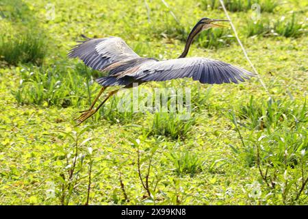 Ajmer, India. 24 maggio 2024. Un airone viola viene avvistato volare sopra un lago ad Ajmer, Rajasthan, India, il 24 maggio 2024. Foto di ABACAPRESS. COM credito: Abaca Press/Alamy Live News Foto Stock