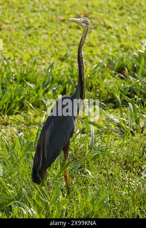 Ajmer, India. 24 maggio 2024. Un airone viola viene avvistato volare sopra un lago ad Ajmer, Rajasthan, India, il 24 maggio 2024. Foto di ABACAPRESS. COM credito: Abaca Press/Alamy Live News Foto Stock