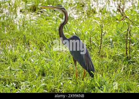 Ajmer, India. 24 maggio 2024. Un airone viola viene avvistato volare sopra un lago ad Ajmer, Rajasthan, India, il 24 maggio 2024. Foto di ABACAPRESS. COM credito: Abaca Press/Alamy Live News Foto Stock