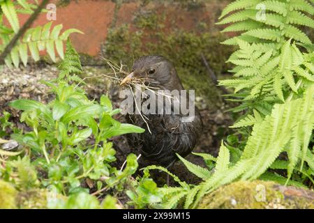 Blackbird, Turdus merula, donna che raccoglie materiale per la nidificazione nel becco, Regno Unito Foto Stock