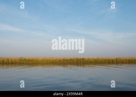 Panorama grafico di canne comuni e la loro riflessione in una linea che separa un cielo blu e l'acqua del fiume Bure, Norfolk Broads, Regno Unito, maggio Foto Stock