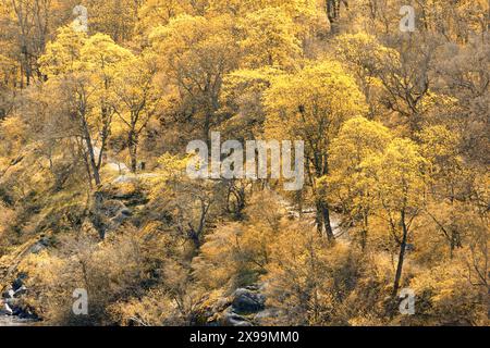 Paesaggio autunnale bellissimi alberi colorati Foto Stock