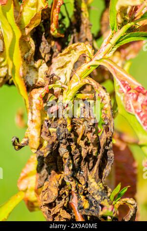 Primo piano di foglie di pesca infettate da ricci di foglie di pesca, malattia batterica dell'albero da frutto Foto Stock