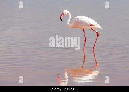 Grande fenicottero (Phoenicopterus roseus) riflesso nelle saline di Kliphoek al tramonto, Vedldrif, costa occidentale, Sudafrica Foto Stock