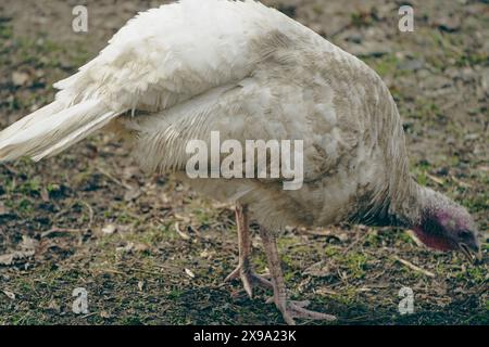 tacchino bianco comune sul cortile degli uccelli in primo piano. Tacchini nell'allevamento a terra. Scena rurale con uccelli domestici Foto Stock