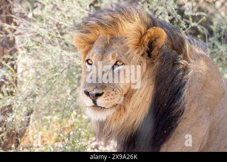 Leone di Kalahari o leone di manna nera (Panthera leo), foto della testa guardando la fotocamera, Kgalagadi Transborder Park, Sudafrica Foto Stock