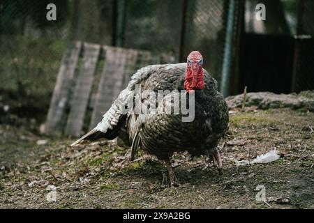 Paesaggio rurale con ampio tacchino domestico bianco dal petto in cortile. Allevamento di animali biologici. Vista panoramica Foto Stock