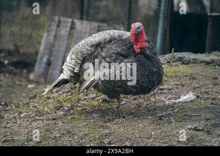 Paesaggio rurale con ampio tacchino domestico bianco dal petto in cortile. Allevamento di animali biologici. Vista panoramica Foto Stock