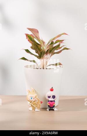 Bangkok Thailandia - maggio 27 2024: Aglaonema creta o Rosso cinese sempreverde. Una vivace pianta in vaso con foglie rosa e verdi migliora l'estetica degli interni Foto Stock