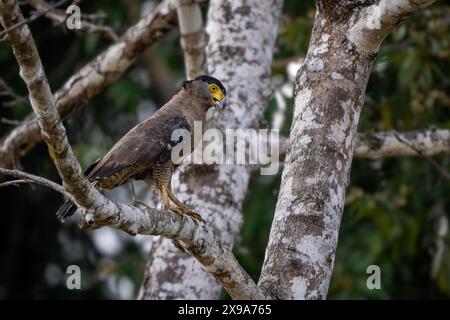 Aquila serpente crestata - Spilornis cheela, splendido uccello di preda colorata proveniente da foreste e zone umide asiatiche, Borneo, Malesia. Foto Stock