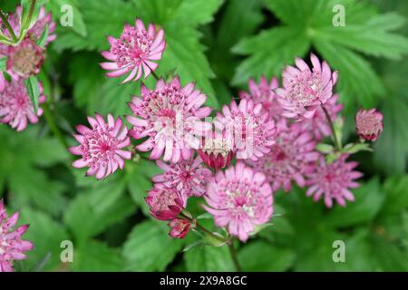 I delicati fiori rosa del grande mosto maestro, Astrantia Major «Claret» in fiore Foto Stock