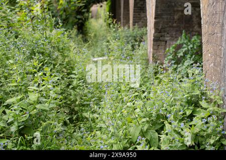 Eton, Regno Unito. 30 maggio 2024. Alcuni Verges a Eton, Windsor, Berkshire sono designati come Grow Wild Verges, il che significa che i Verges sono lasciati intatti fino a dopo maggio in modo che gli impollinatori e la fauna selvatica ricevano una mano in più. Crediti: Maureen McLean/Alamy Foto Stock