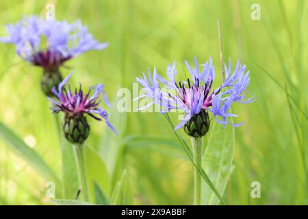 Primo piano di splendidi fiori blu della Centaurea Montana in un prato con messa a fuoco selettiva, sfondo naturale luminoso, vista laterale Foto Stock