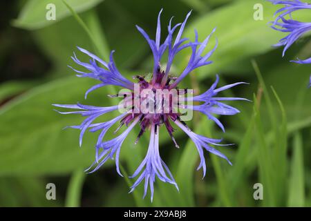 Primo piano di un delicato fiore della Centaurea Montana con vista dall'alto, sfondo verde sfocato Foto Stock