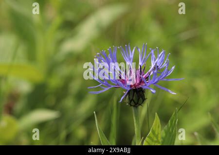 primo piano di uno splendido fiore di centaurea montana, vista laterale, spazio per copiare Foto Stock