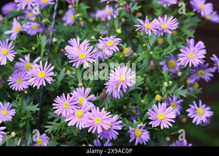 primo piano di una pianta di brachyscome multifida in fiore blu in una piantatrice Foto Stock