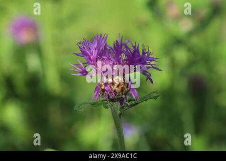 Primo piano di un fiore centaurea viola che svanisce tra luce e ombra, vista laterale Foto Stock