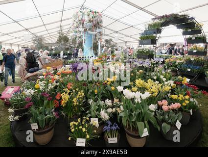 Mostra floreale RHS all'annuale Malvern Spring Festival Flower Show nel Worcestershire Foto Stock