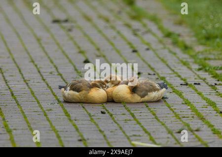 Tre anatre sono adagiate su un marciapiede di mattoni. Le anatre sono piccole e marroni. Il marciapiede è coperto di muschio Foto Stock