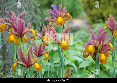 Iris hollandica rosa, gialla e oro, Iris olandese «Principessa d’autunno» in fiore. Foto Stock