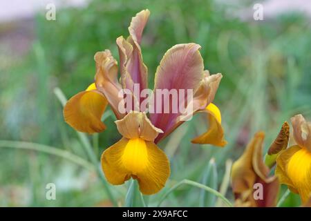 Iris hollandica rosa, gialla e oro, Iris olandese «Principessa d’autunno» in fiore. Foto Stock