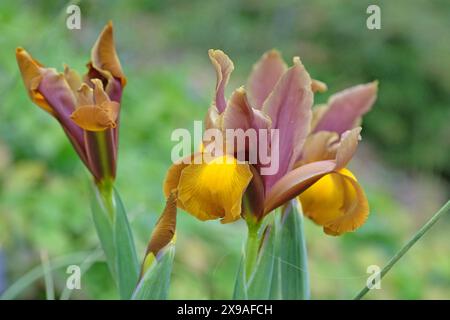 Iris hollandica rosa, gialla e oro, Iris olandese «Principessa d’autunno» in fiore. Foto Stock