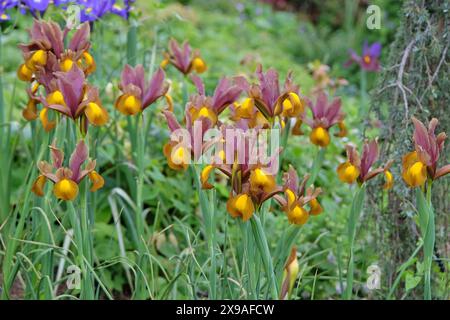 Iris hollandica rosa, gialla e oro, Iris olandese «Principessa d’autunno» in fiore. Foto Stock