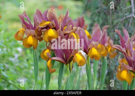 Iris hollandica rosa, gialla e oro, Iris olandese «Principessa d’autunno» in fiore. Foto Stock