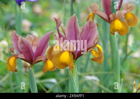 Iris hollandica rosa, gialla e oro, Iris olandese «Principessa d’autunno» in fiore. Foto Stock