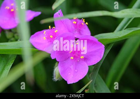 Rosa Tradescantia virginiana, la verga della Virginia in fiore. Foto Stock