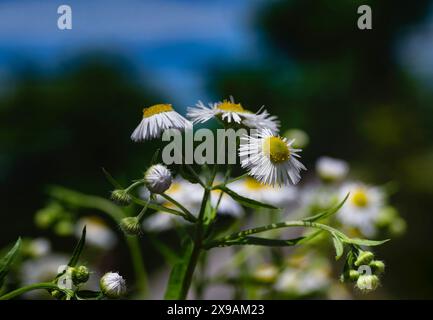 Fleabane Daisies che indica il cielo Foto Stock