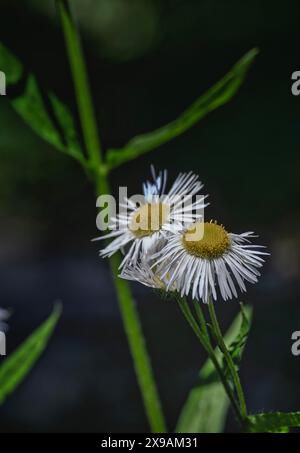 Fleabane Daisies che indica il cielo Foto Stock