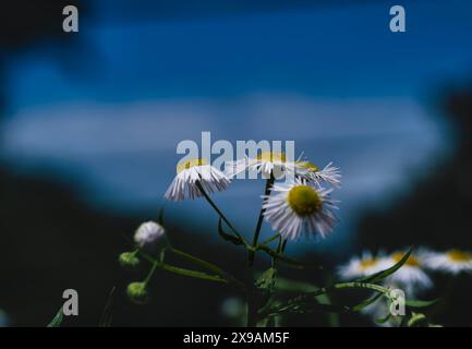 Fleabane Daisies che indica il cielo Foto Stock