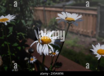 Fleabane Daisies che indica il cielo Foto Stock