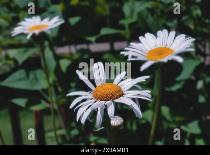 Fleabane Daisies che indica il cielo Foto Stock