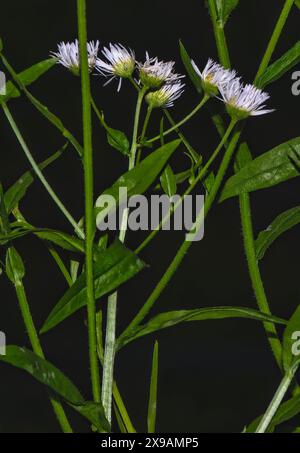 Fleabane Daisies che indica il cielo Foto Stock