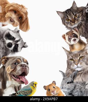 Collage. Adorabili animali domestici che guardano in cineprese, criceti, gatto, coniglio e procione isolati su sfondo bianco Foto Stock