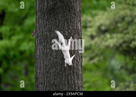 Uno scoiattolo grigio orientale albino sul lato di un albero nel parco cittadino di Olney, Illinois. La città è conosciuta per la sua popolazione di scoiattoli bianchi. Foto Stock