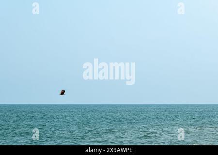 Un uccello solitario scivola con grazia sul mare calmo, con le sue ali che catturano la leggera brezza. Un momento minimalista di bellezza naturale. Foto Stock