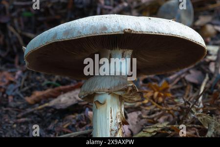 Agaricus bruscitibulbus, fungo, agaricus bruscamente-bulboso, fungo a bulbo piatto, micologo, specie commestibili a stelo bulboso, odore leggermente di anice. Foto Stock