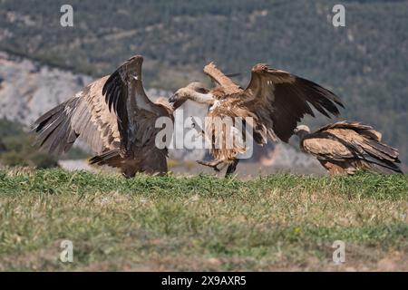 Avvoltoio grifone (Gyps fulvus), due uccelli che litigano sull'accesso a una fonte d'acqua Foto Stock